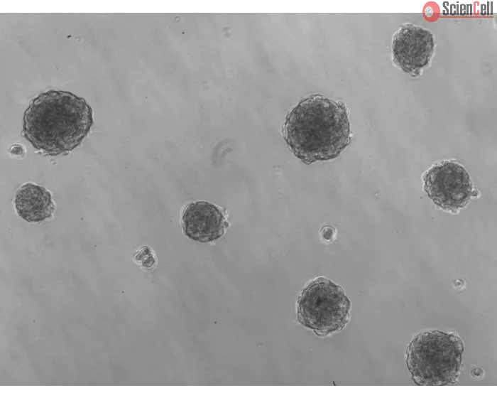 Ready-to-use 3D HTMC Spheroids at Day 1 Post Thawing