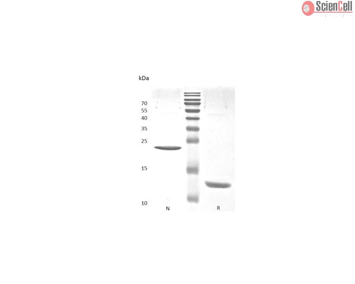 Recombinant Human Activin A