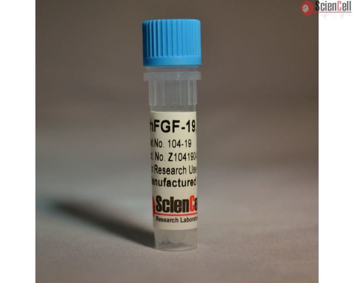 Recombinant Human Fibroblast Growth Factor-19