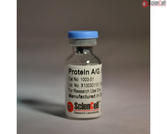 Recombinant Protein A/G