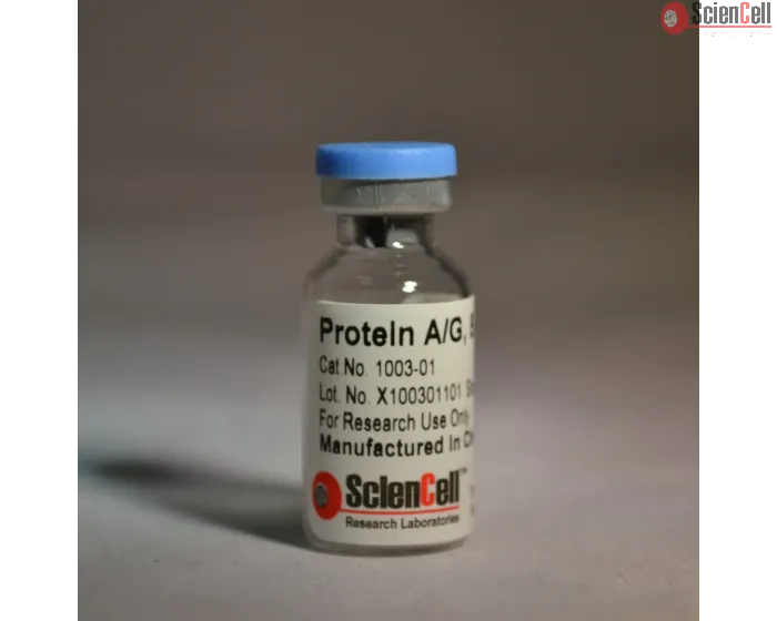 Recombinant Protein A/G