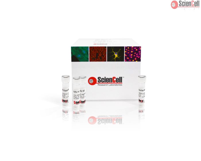 Single Cell Whole Genome Amplification Kit