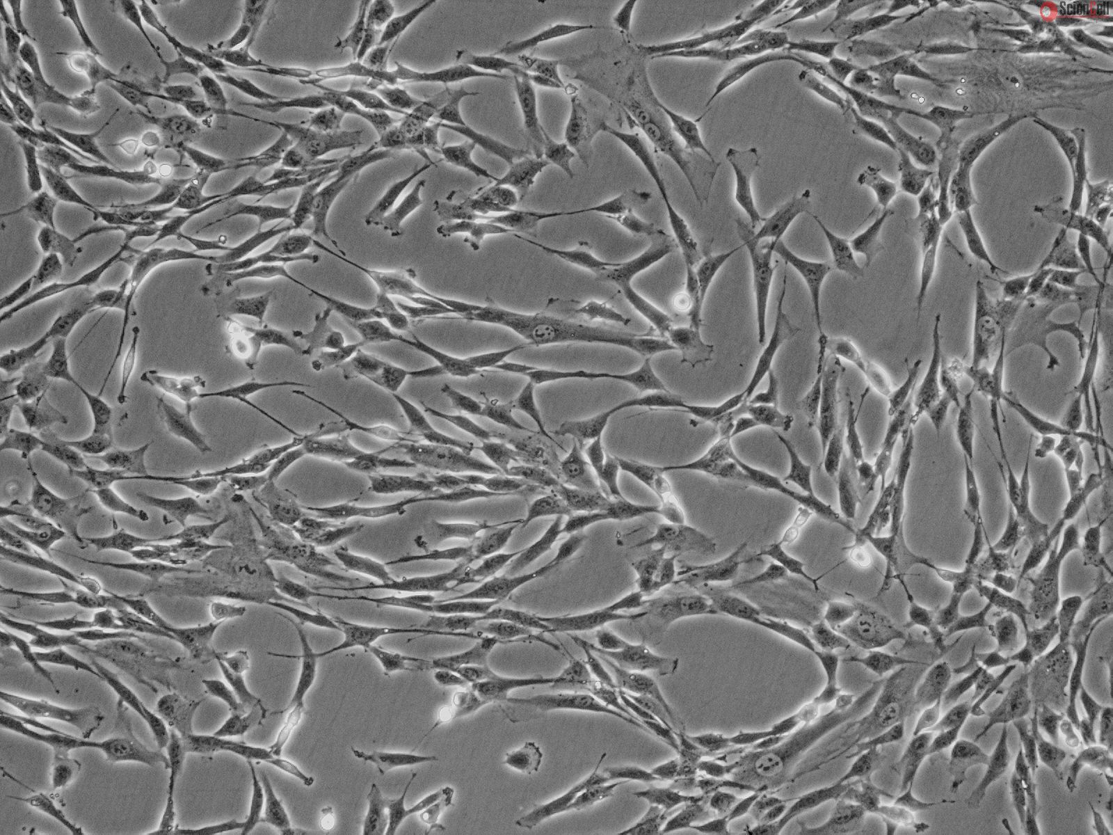 3830-KIT | Human Pancreatic Stellate Cells - Comprehensive Kit Biotrend