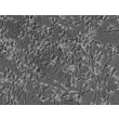 人中脑神经元（HN-mb）- 浮雕相差显微镜，400×
