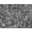 人中脑神经元（HN-mb）- 相差显微镜，200×
