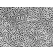 人乳腺上皮细胞（HMEpiC）- 相差显微镜图像，200×