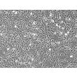 人口腔成纤维细胞（HOrF）- 相差显微镜，100×
