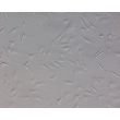 人多能干细胞衍生周细胞（HPSC-P）- 拓扑相差显微镜（Relief Contrast），200倍（200×）
