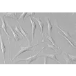 人小梁网细胞（HTMC）- 浮雕相差显微镜，400×
