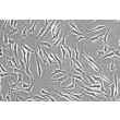 人小梁网细胞（HTMC）- 相差显微镜，200×
