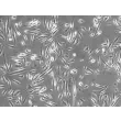 人小胶质细胞（HM）- 相差显微镜，100×