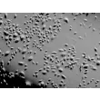 人扁桃体上皮细胞（HTEpiC）- 反差显微镜，100×
