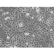 人扁桃体上皮细胞（HTEpiC）- 相差显微镜，200×
