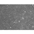 人扁桃体内皮细胞（HTEC）- 相差显微镜，100×