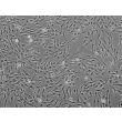 人扁桃体成纤维细胞（HTF）- 相差显微镜，100×
