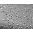 人支气管平滑肌细胞（HBSM）- 微分干涉对比（Relief contrast），200倍放大。