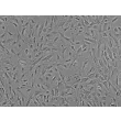 人晶状体上皮细胞（HLEpiC）- 相差显微镜，100×
