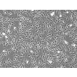 人源中耳成纤维细胞（HMEF）- 相差显微镜，100×