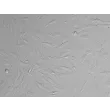 人源子宫成纤维细胞（HUF）- 凸显衬度，200×
