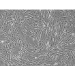 人源子宫成纤维细胞（HUF）- 相差显微镜，100×

