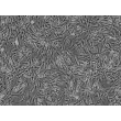 人源子宫肌层平滑肌细胞（HMSMC）- 相差显微镜，100×
