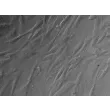 人源子宫肌层平滑肌细胞（HMSMC）- 凸显衬度，400×
