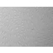 人源宫颈微血管内皮细胞（HCerMEC）- 凸显衬度，200×