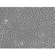 人源心包成纤维细胞（HPcF）- 相差显微镜，200×
