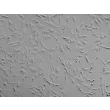 人源心包成纤维细胞（HPcF）- 凸显衬度，100×
