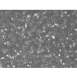 人源胎儿头皮成纤维细胞（HScF-f）- 相差显微镜，100×
