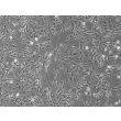 人直肠成纤维细胞（HRecF）- 相差显微镜图像，100×
