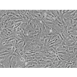 人眼脉络膜成纤维细胞（HOCF）- 相差显微镜，200×
