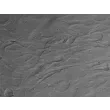 人睾丸支持细胞（HSerC）- 反差显微镜，400×

