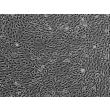 人睾丸支持细胞（HSerC）- 相差显微镜，100×
