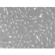 人硬脑膜成纤维细胞（HDuF）- 浮雕相差显微镜，200×
