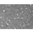人硬脑膜成纤维细胞（HDuF）- 相差显微镜，100×
