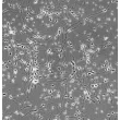 人神经元（HN）- 相差显微镜，200×