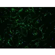人神经元（HN）- β-III 微管蛋白（绿色）免疫染色，200×
