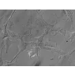 人类星形胶质细胞-脑干（HA-bs）- 凸显对比，400倍放大。