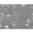 人类星形胶质细胞-脑干（HA-bs）- 相差显微镜，200倍放大。