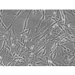人类毛发生殖基质细胞 (HHGMC) - 相衬，200 倍。