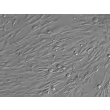 人精囊平滑肌细胞（HSVSMC）- 反差显微镜，200×
