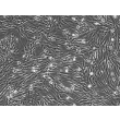 人精囊平滑肌细胞（HSVSMC）- 相差显微镜，100×