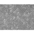人结肠上皮细胞（HCoEpiC）- 相差显微镜图像，100×

