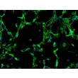 人结肠成纤维细胞（HCoF）– 纤连蛋白（Fibronectin）免疫荧光染色，200×
