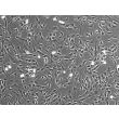 人结肠成纤维细胞（HCoF）- 相差显微镜图像，100×
