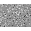 人羊膜上皮细胞（HAmEpiC）- 相差显微镜，100×
