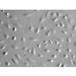 人羊膜上皮细胞（HAmEpiC）- 浮雕相差显微镜，400×
