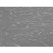 人肠系膜成纤维细胞（HMeF）- 浮雕相差显微镜图像，200×

