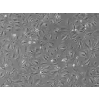 人肺泡上皮细胞（HPAEpiC）- 相差显微镜，100×。
